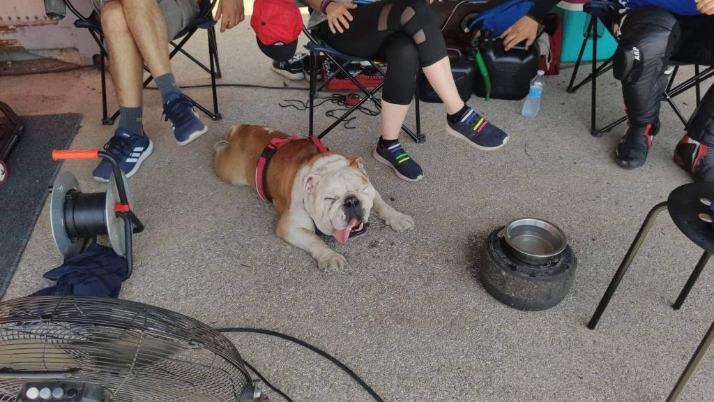 dog