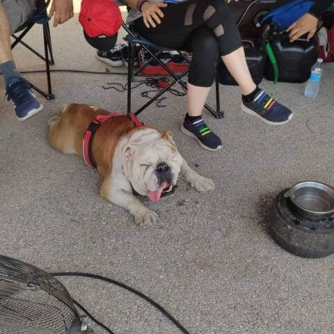 dog